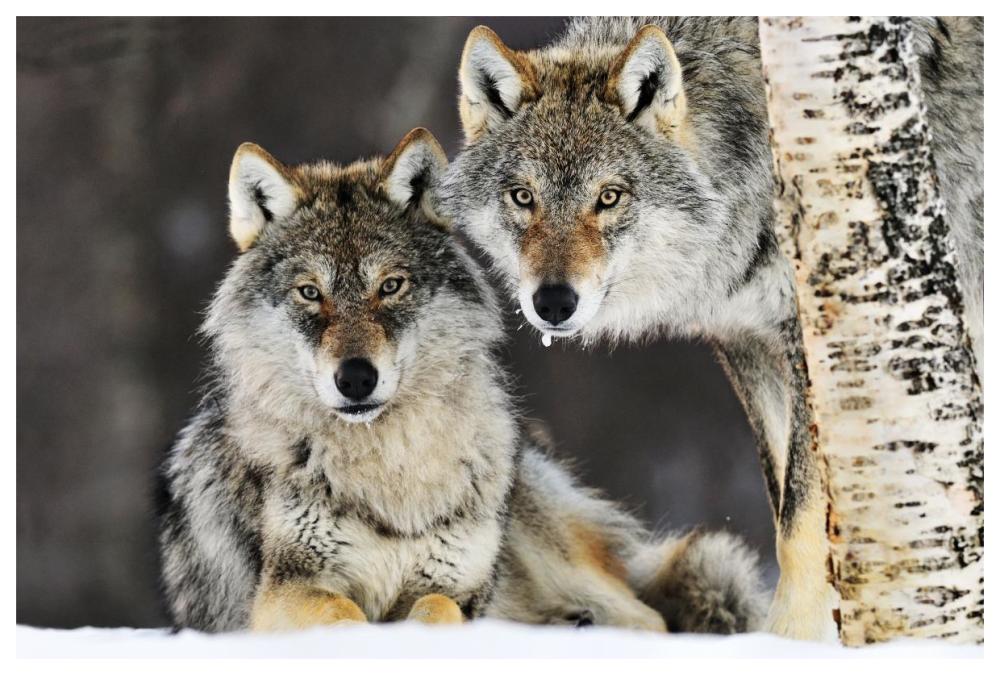 Gray Wolf Pair In The Snow, Norway-Paper Art-62X42