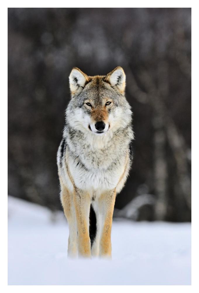 Gray Wolf Standing In The Snow, Norway-Paper Art-14X20