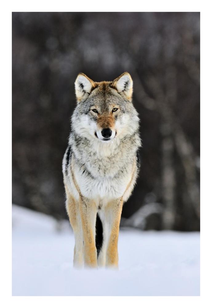 Gray Wolf Standing In The Snow, Norway-Paper Art-18X26