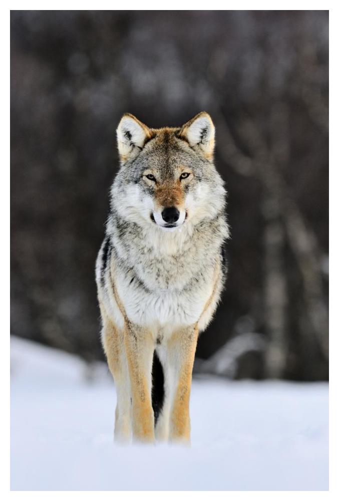Gray Wolf Standing In The Snow, Norway-Paper Art-34X50