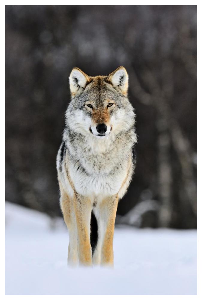 Gray Wolf Standing In The Snow, Norway-Paper Art-42X62