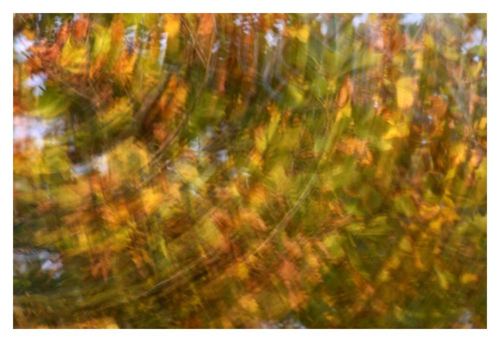 Fall Colored Tree, Vlaardingen, Netherlands-Paper Art-20X14