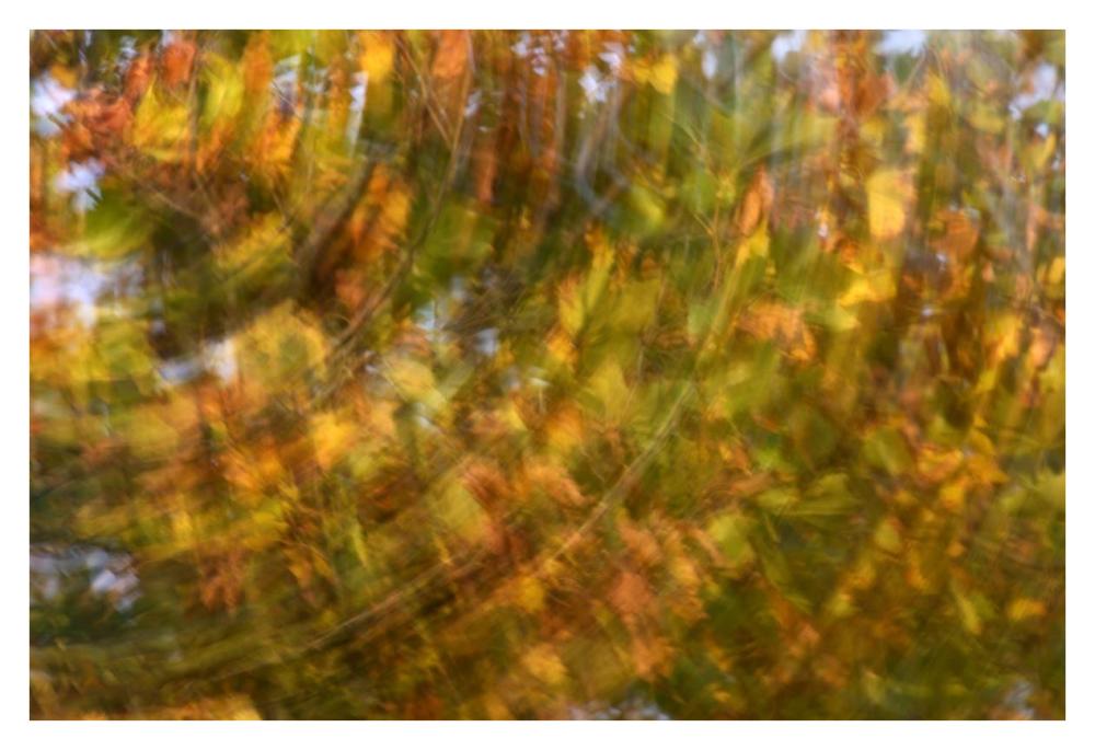 Fall Colored Tree, Vlaardingen, Netherlands-Paper Art-38X26