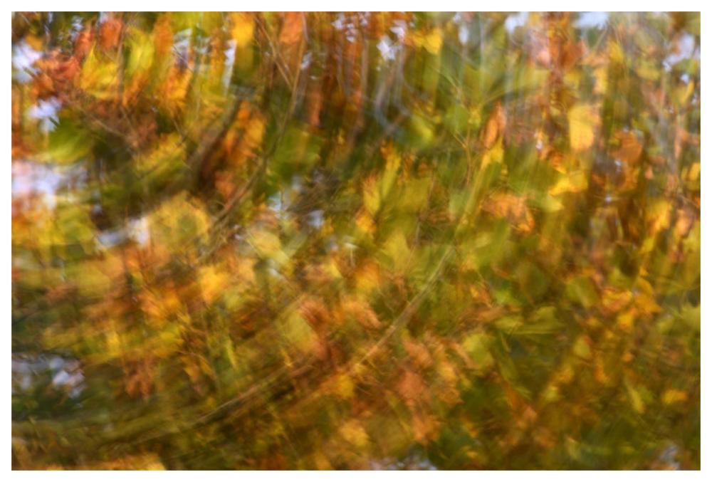 Fall Colored Tree, Vlaardingen, Netherlands-Paper Art-62X42