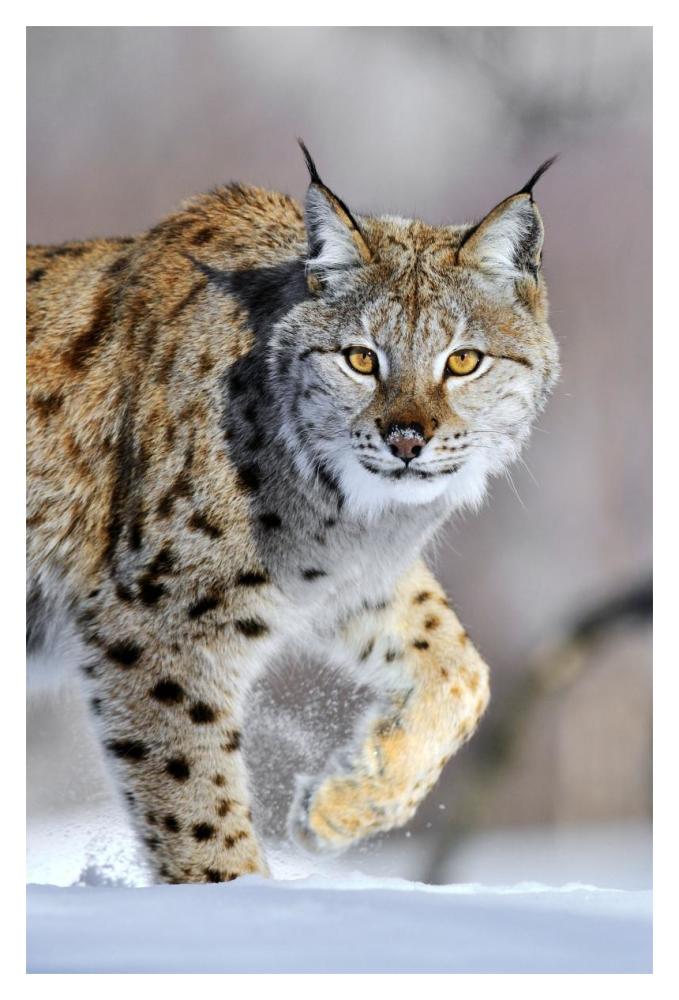 Eurasian Lynx Walking Through The Snow, Norway-Paper Art-14X20