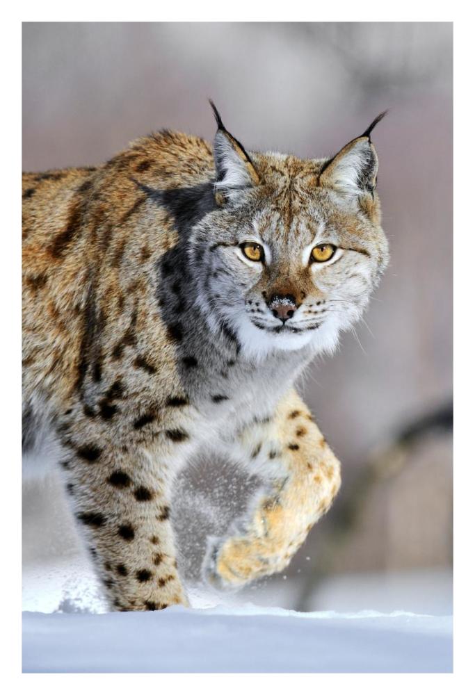 Eurasian Lynx Walking Through The Snow, Norway-Paper Art-22X32