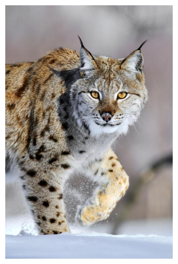 Eurasian Lynx Walking Through The Snow, Norway-Paper Art-34X50