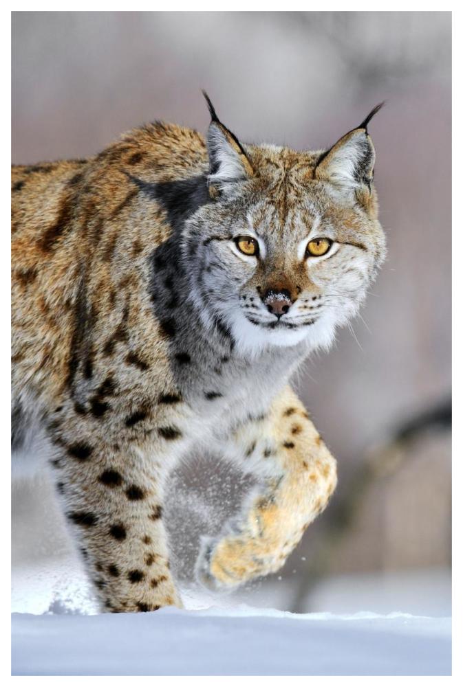 Eurasian Lynx Walking Through The Snow, Norway-Paper Art-42X62