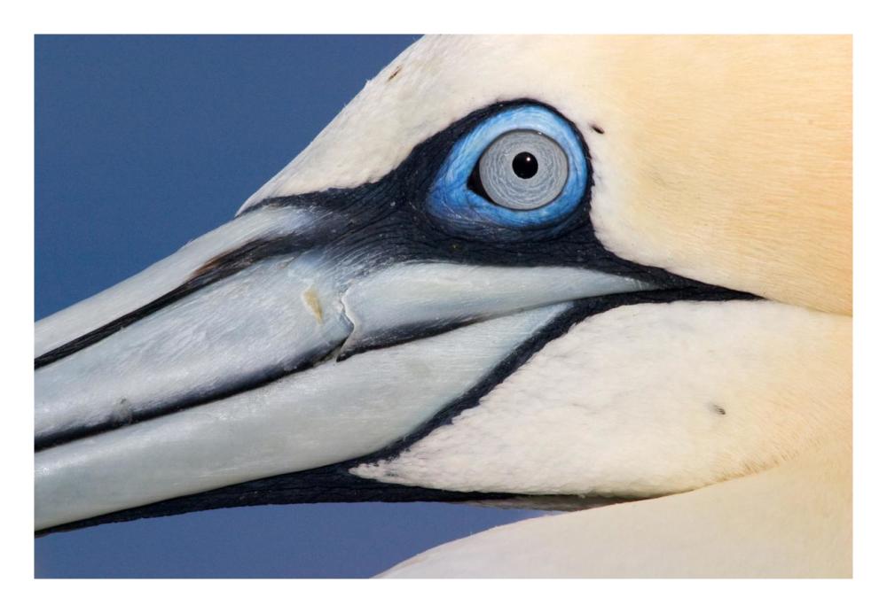 Northern Gannet Profile, Saltee Islands, Ireland-Paper Art-26X18
