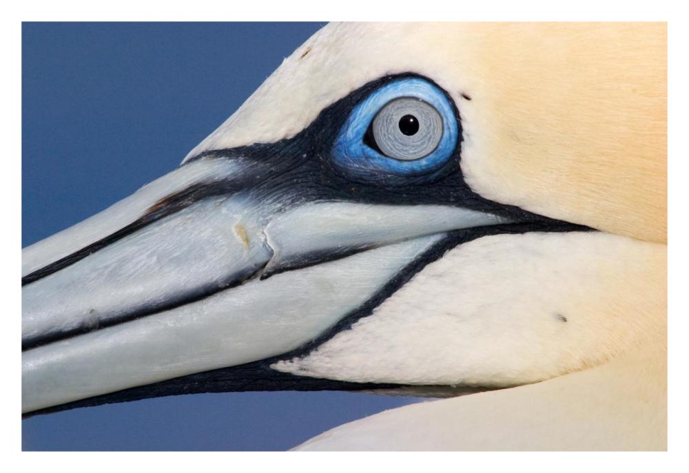 Northern Gannet Profile, Saltee Islands, Ireland-Paper Art-32X22