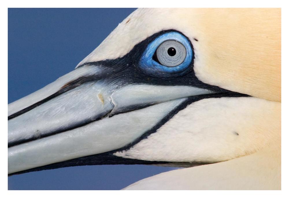 Northern Gannet Profile, Saltee Islands, Ireland-Paper Art-38X26