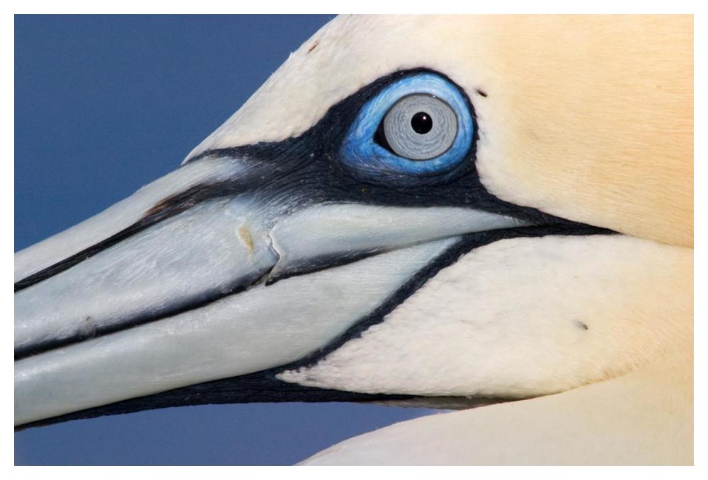 Northern Gannet Profile, Saltee Islands, Ireland-Paper Art-50X34