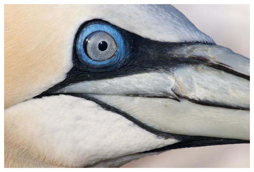 Northern Gannet Profile, Saltee Islands, Ireland-Paper Art-62X42