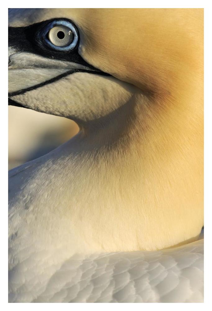 Northern Gannet Up Close, Saltee Islands, Ireland-Paper Art-14X20
