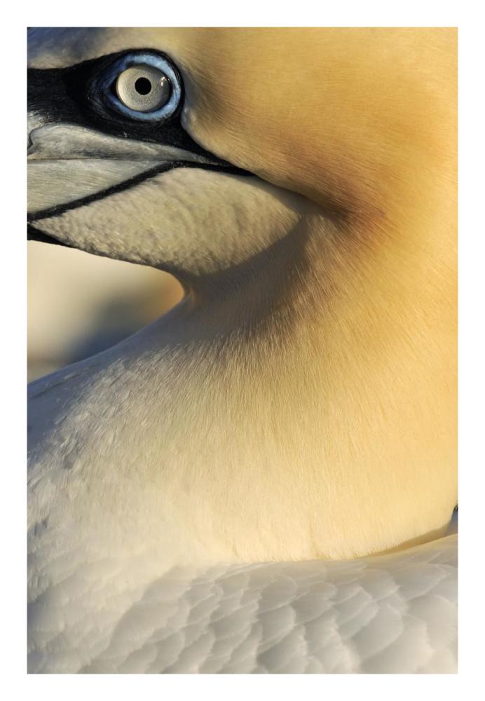 Northern Gannet Up Close, Saltee Islands, Ireland-Paper Art-18X26