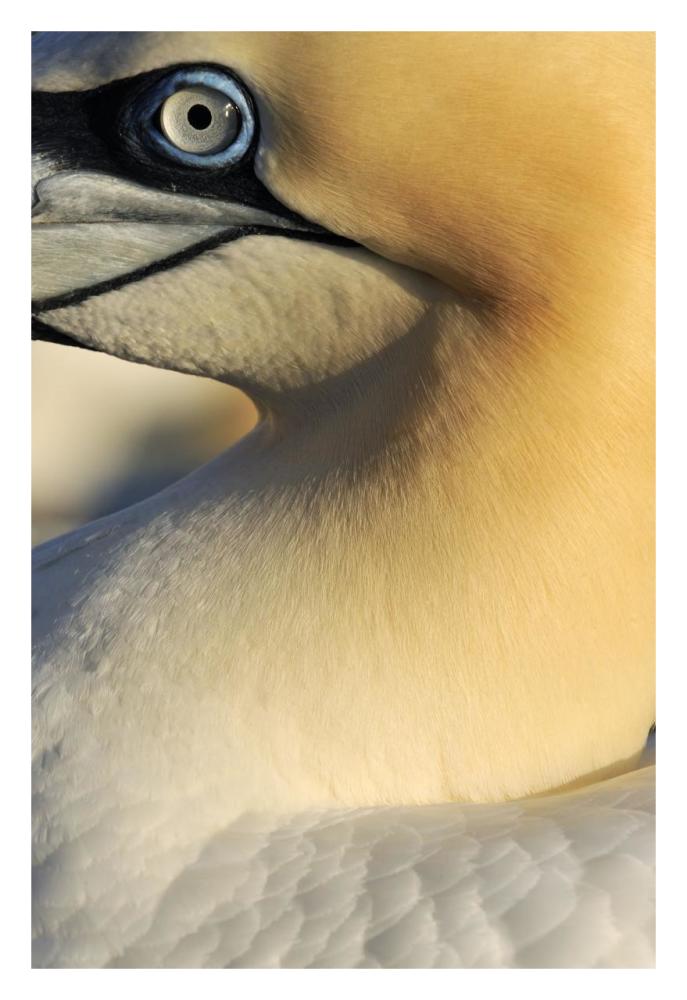 Northern Gannet Up Close, Saltee Islands, Ireland-Paper Art-22X32