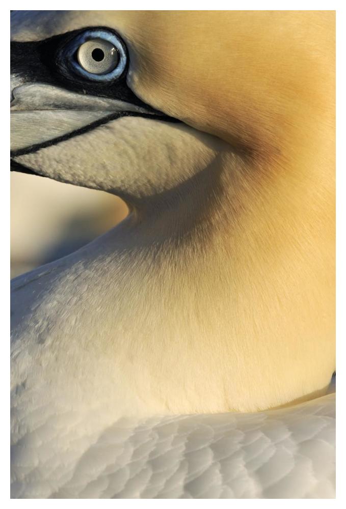 Northern Gannet Up Close, Saltee Islands, Ireland-Paper Art-34X50