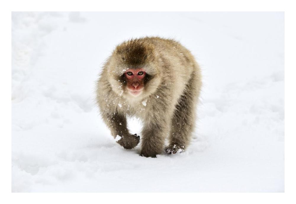 Japanese Macaque Walking Through The Snow, Jigokudani Joshinetsu Kogen National Park, Japan-Paper Art-26X18