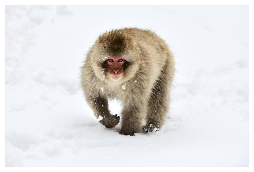 Japanese Macaque Walking Through The Snow, Jigokudani Joshinetsu Kogen National Park, Japan-Paper Art-50X34
