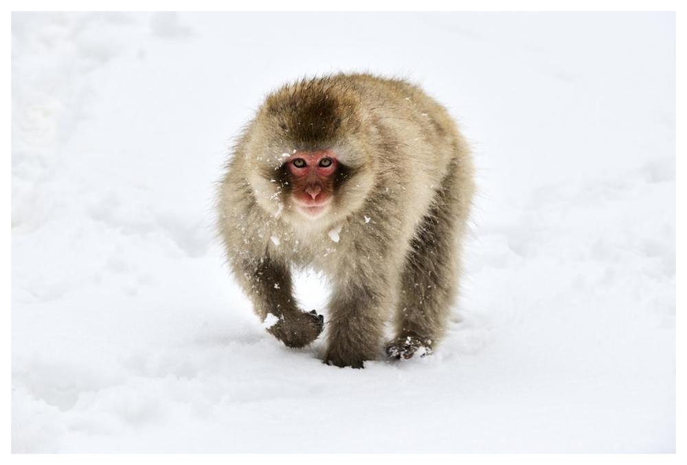 Japanese Macaque Walking Through The Snow, Jigokudani Joshinetsu Kogen National Park, Japan-Paper Art-62X42