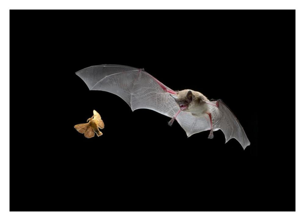 Little Brown Bat Pursues A Forest Moth-Paper Art-32X23.3