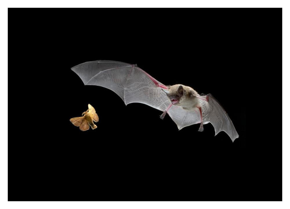 Little Brown Bat Pursues A Forest Moth-Paper Art-38X27.6