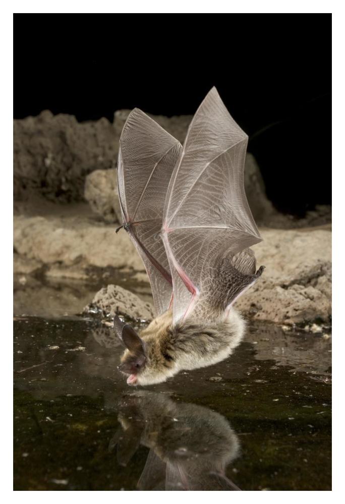 Western Long-Eared Myotis, High-Desert Transition Zone In The Deschutes National Forest, Oregon-Paper Art-14X20