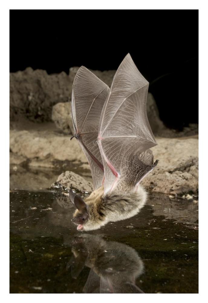 Western Long-Eared Myotis, High-Desert Transition Zone In The Deschutes National Forest, Oregon-Paper Art-22X32