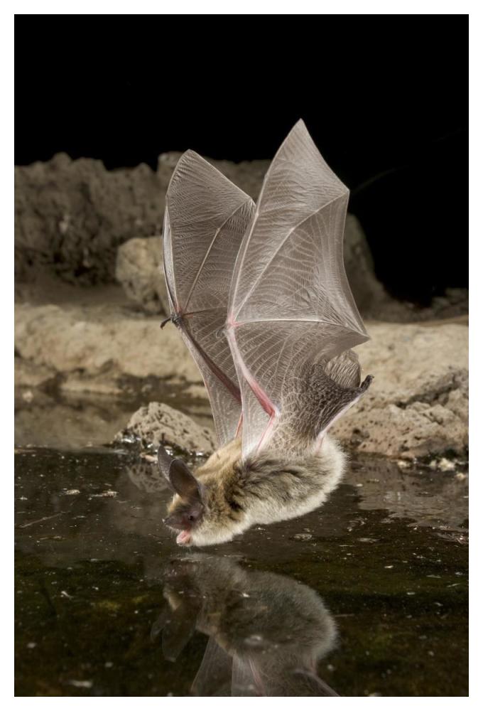 Western Long-Eared Myotis, High-Desert Transition Zone In The Deschutes National Forest, Oregon-Paper Art-34X50
