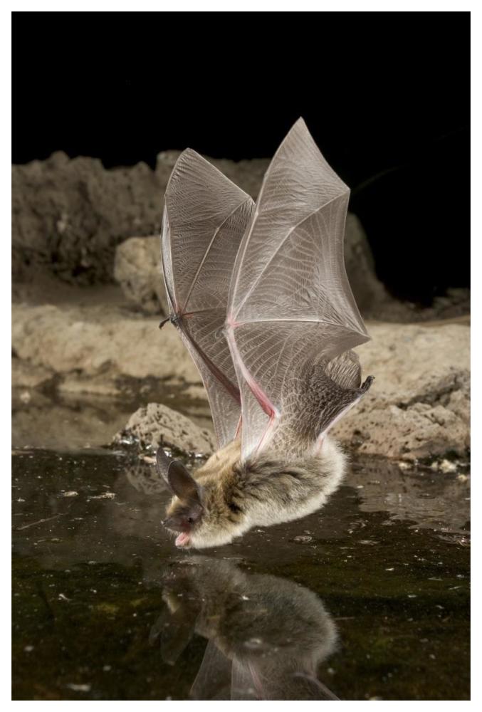 Western Long-Eared Myotis, High-Desert Transition Zone In The Deschutes National Forest, Oregon-Paper Art-42X62