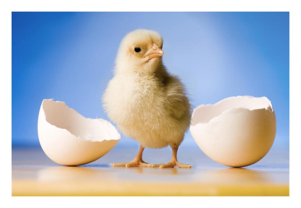 Domestic Chicken, Banty Morph, Hatchling With Egg Shell-Paper Art-26X18
