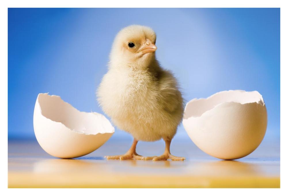 Domestic Chicken, Banty Morph, Hatchling With Egg Shell-Paper Art-38X26