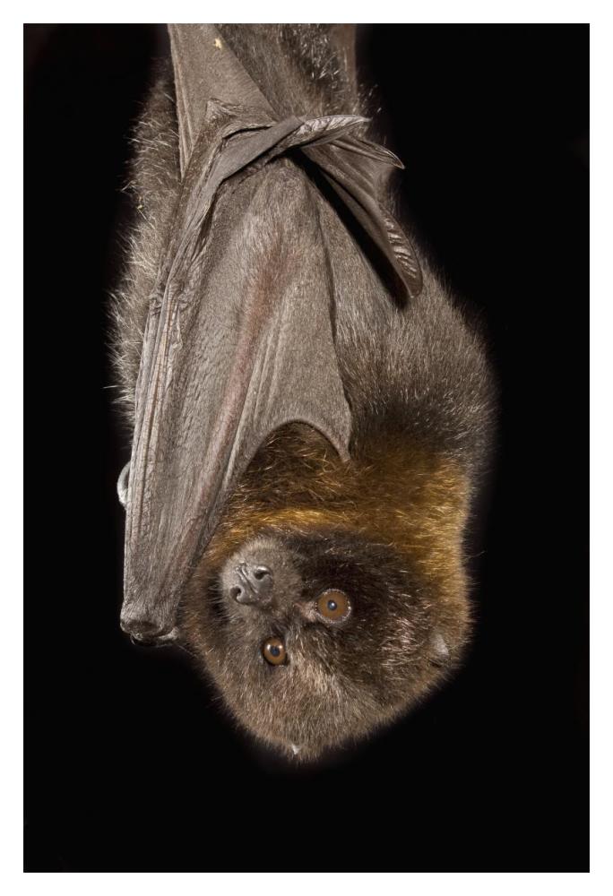 Rodrigues Flying Fox Roosting, Native To Rodrigues Island-Paper Art-14X20