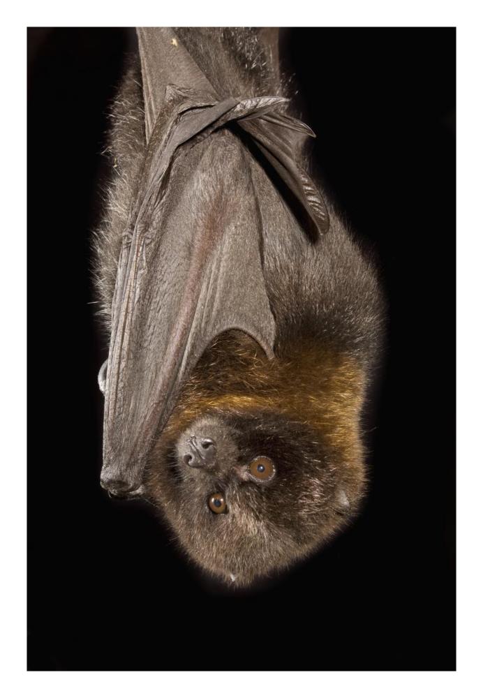 Rodrigues Flying Fox Roosting, Native To Rodrigues Island-Paper Art-18X26
