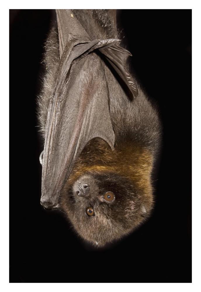Rodrigues Flying Fox Roosting, Native To Rodrigues Island-Paper Art-22X32