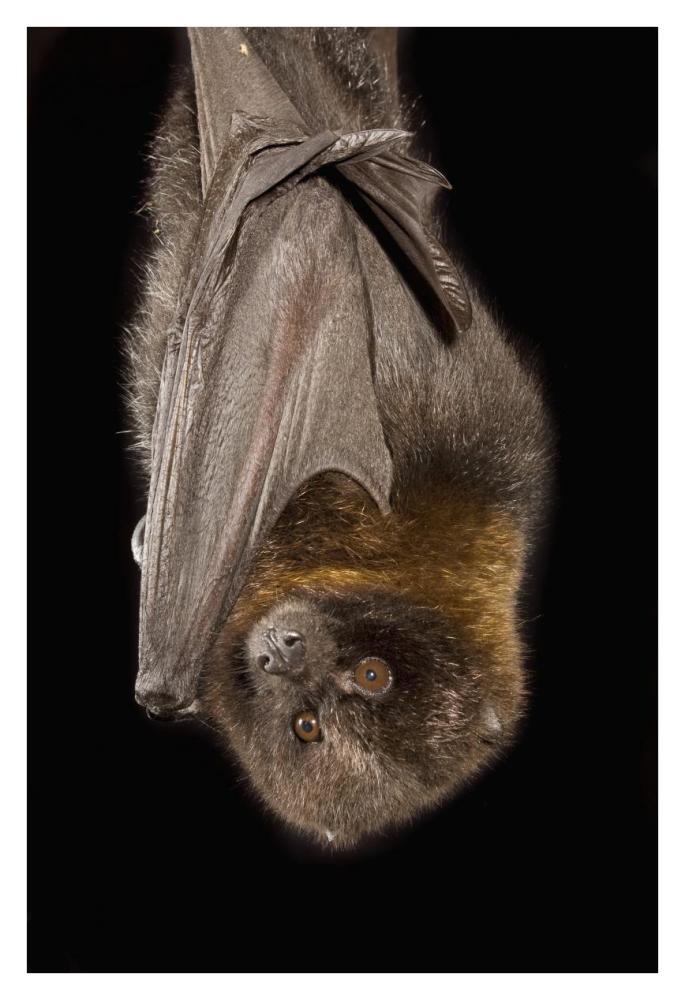 Rodrigues Flying Fox Roosting, Native To Rodrigues Island-Paper Art-26X38