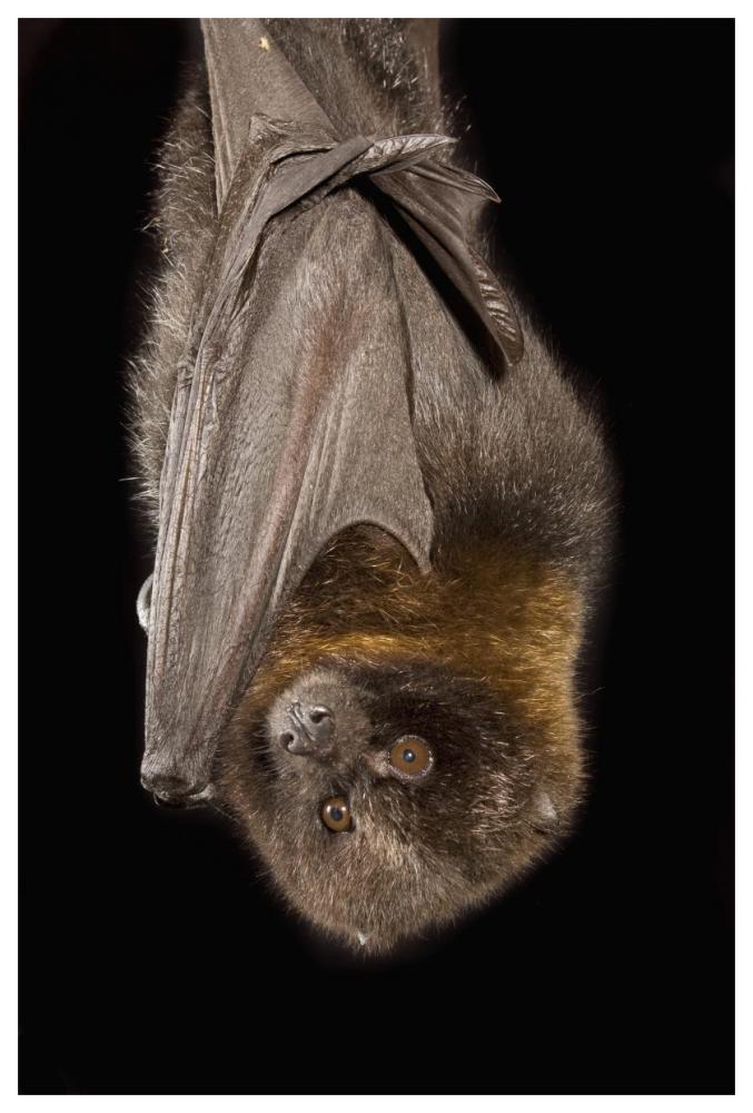 Rodrigues Flying Fox Roosting, Native To Rodrigues Island-Paper Art-42X62