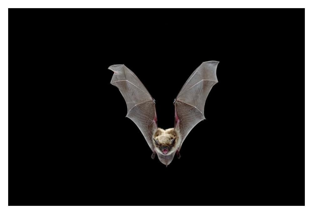 Yuma Myotis Bat, Female Flying, Drake Creek, Lake County, Oregon-Paper Art-20X14