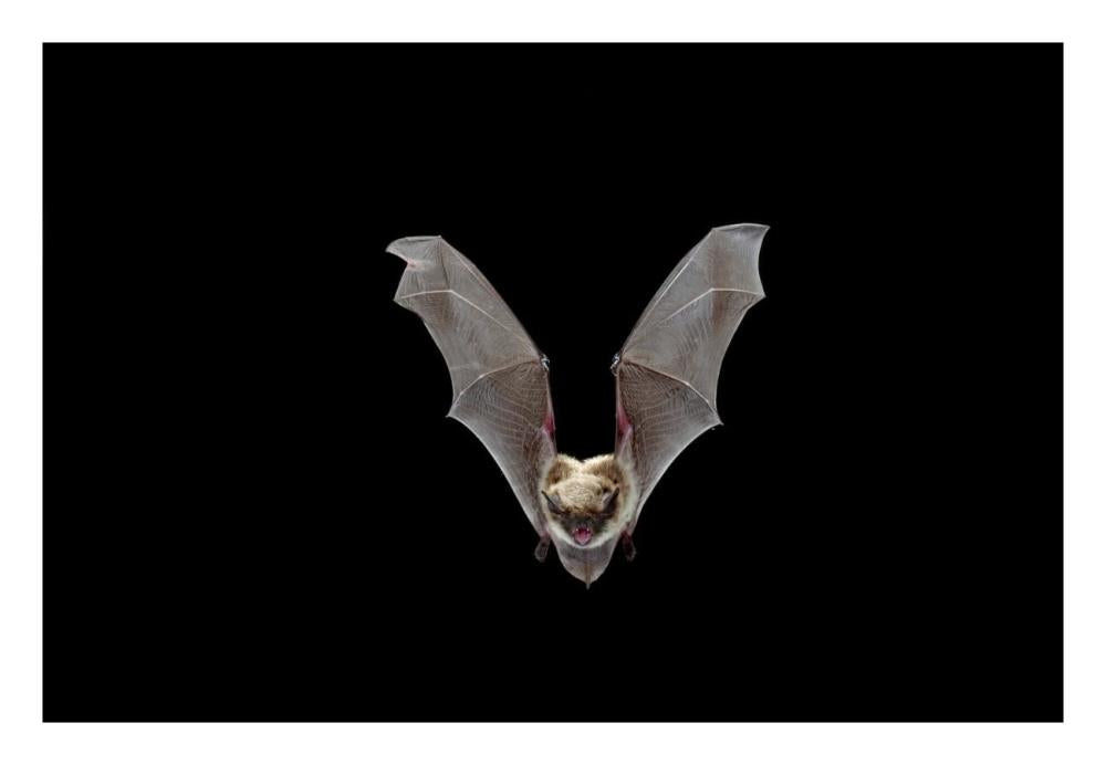 Yuma Myotis Bat, Female Flying, Drake Creek, Lake County, Oregon-Paper Art-26X18