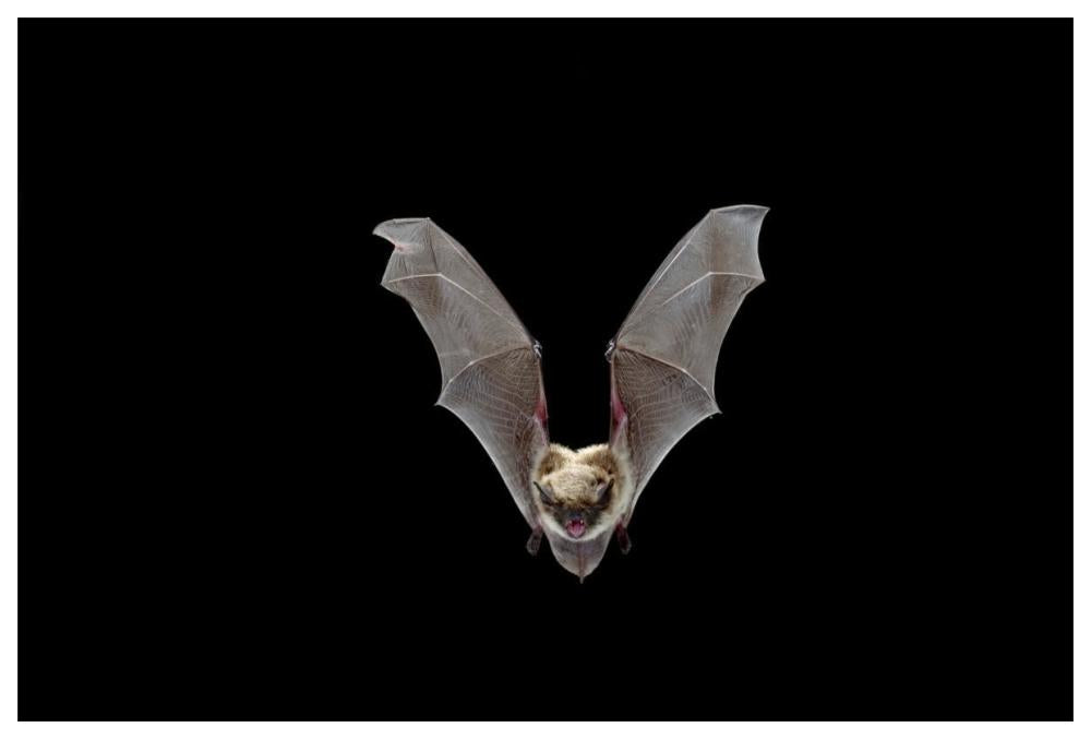 Yuma Myotis Bat, Female Flying, Drake Creek, Lake County, Oregon-Paper Art-62X42