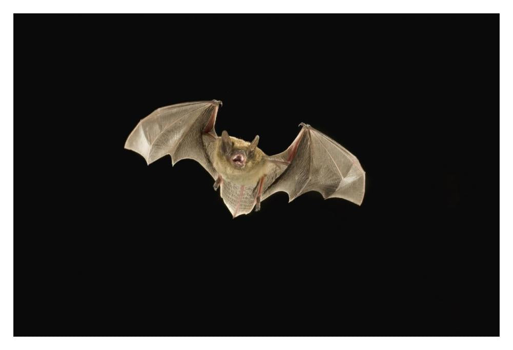 Little Brown Bat Flying At Night, Coconino National Forest, Arizona-Paper Art-20X14