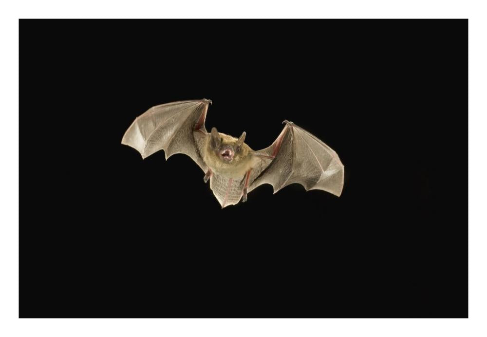 Little Brown Bat Flying At Night, Coconino National Forest, Arizona-Paper Art-26X18