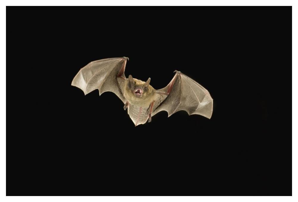 Little Brown Bat Flying At Night, Coconino National Forest, Arizona-Paper Art-50X34
