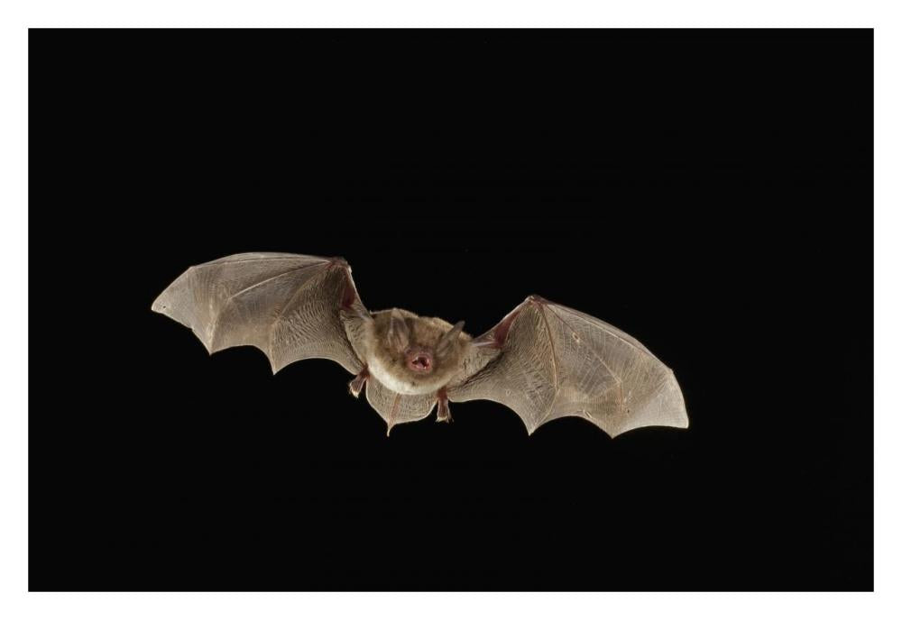 Southeastern Myotis Bat Flying At Night, Big Thicket National Preserve, Texas-Paper Art-32X22