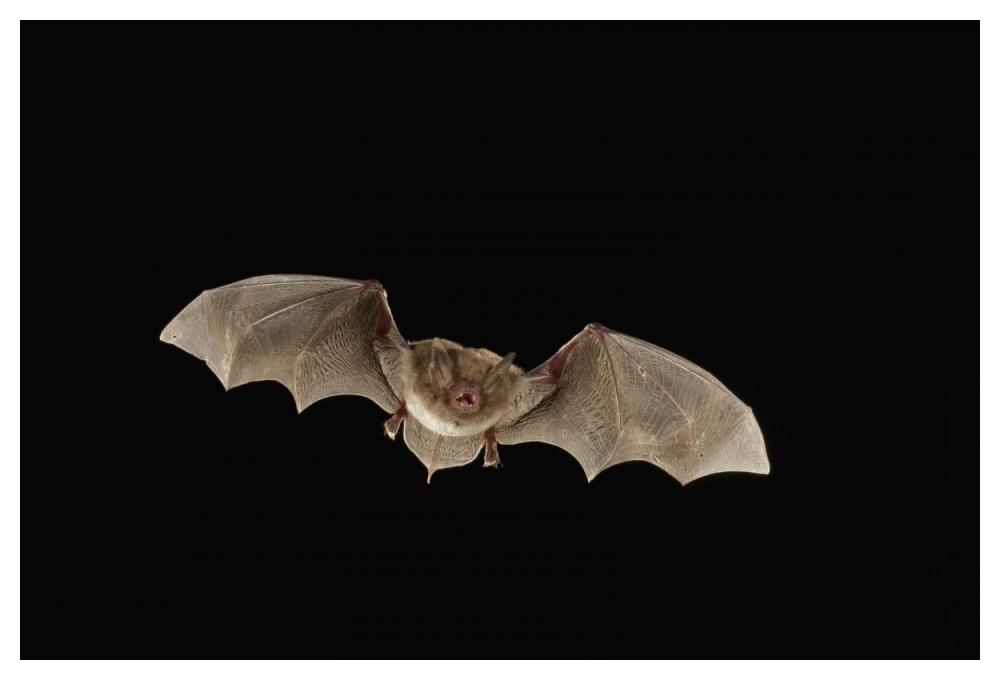 Southeastern Myotis Bat Flying At Night, Big Thicket National Preserve, Texas-Paper Art-50X34