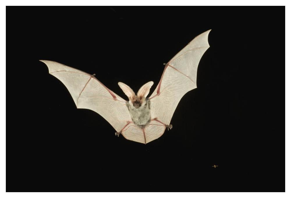 Spotted Bat Flying At Night Near The Edge Of The Grand Canyon, Kaibab National Forest, Arizona-Paper Art-50X34