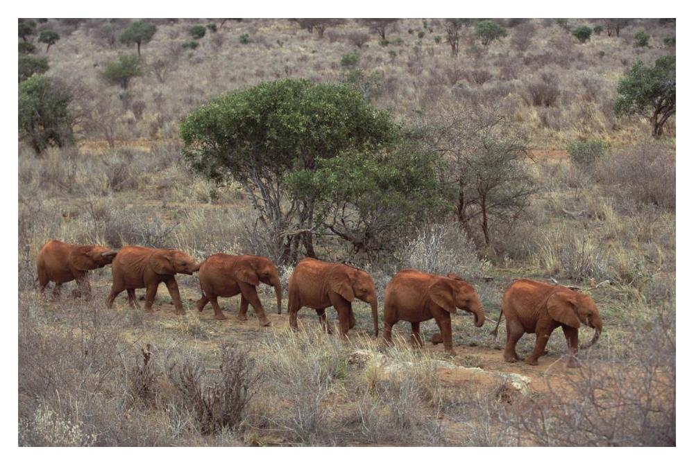 African Elephant Young Orphans, Tsavo East National Park, Kenya-Paper Art-20X14