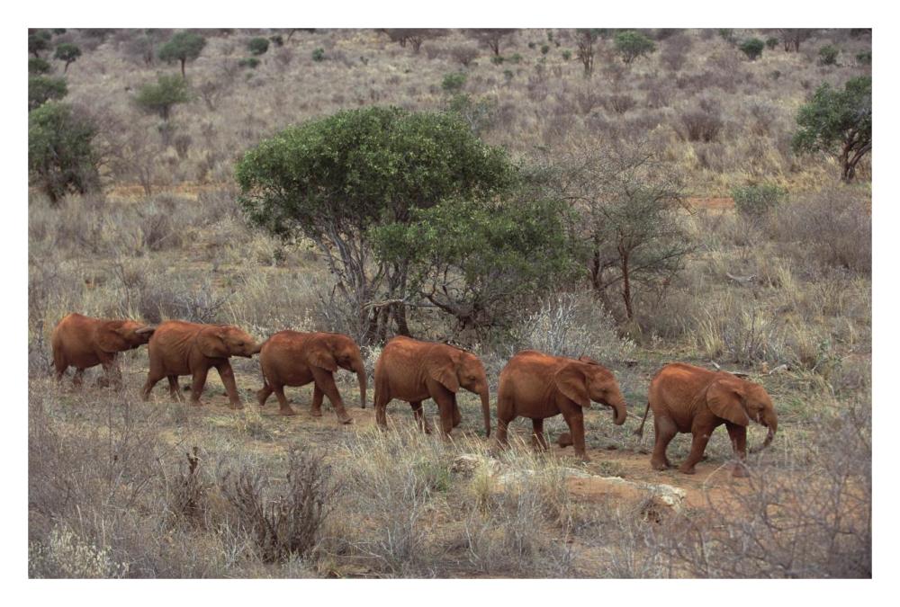 African Elephant Young Orphans, Tsavo East National Park, Kenya-Paper Art-32X22