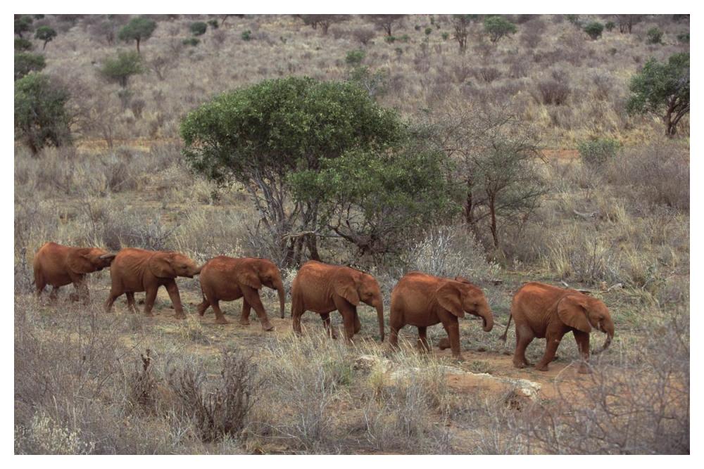 African Elephant Young Orphans, Tsavo East National Park, Kenya-Paper Art-50X34