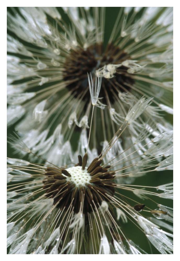 Dandelion Seed Head, North America-Paper Art-14X20